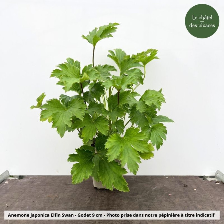 Anemone Elfin Swann - pot