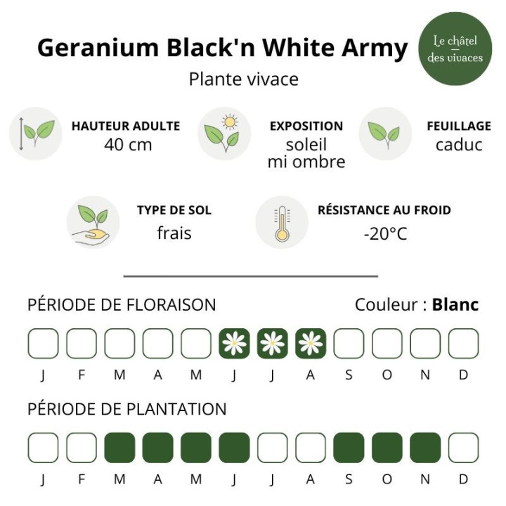 Geranium pratense Black'n White Army