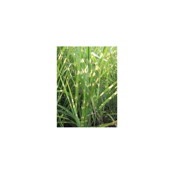 Miscanthus sinensis Pünktchen