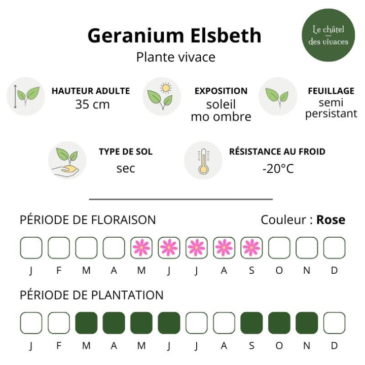 Geranium sanguineum Elsbeth