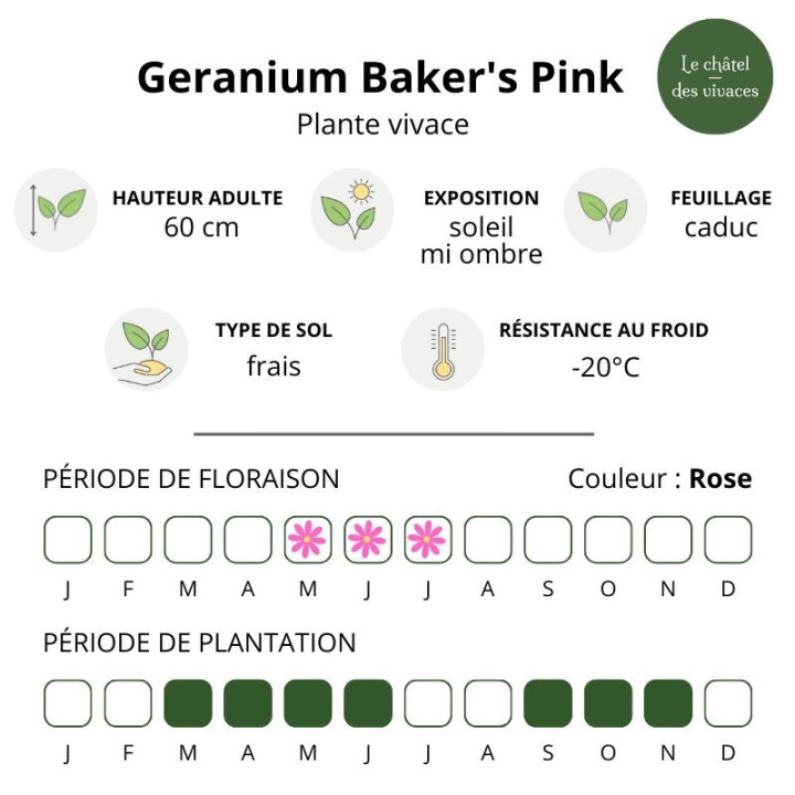 Geranium sylvaticum Baker's Pink