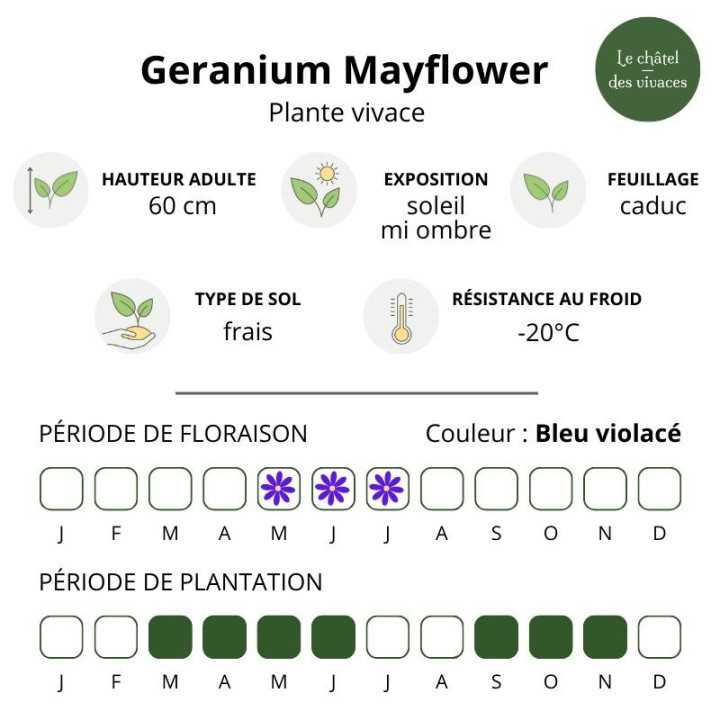 Geranium sylvaticum Mayflower
