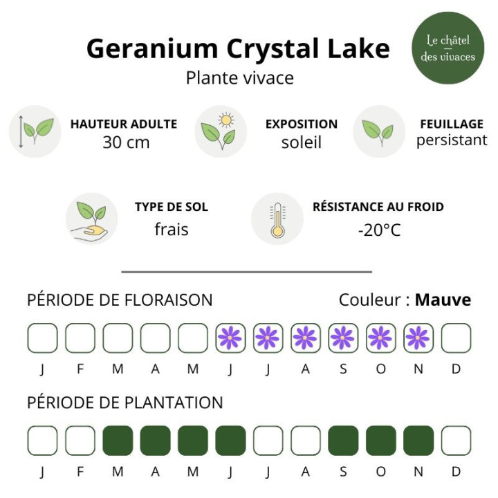 Geranium wallichianum Crystal Lake