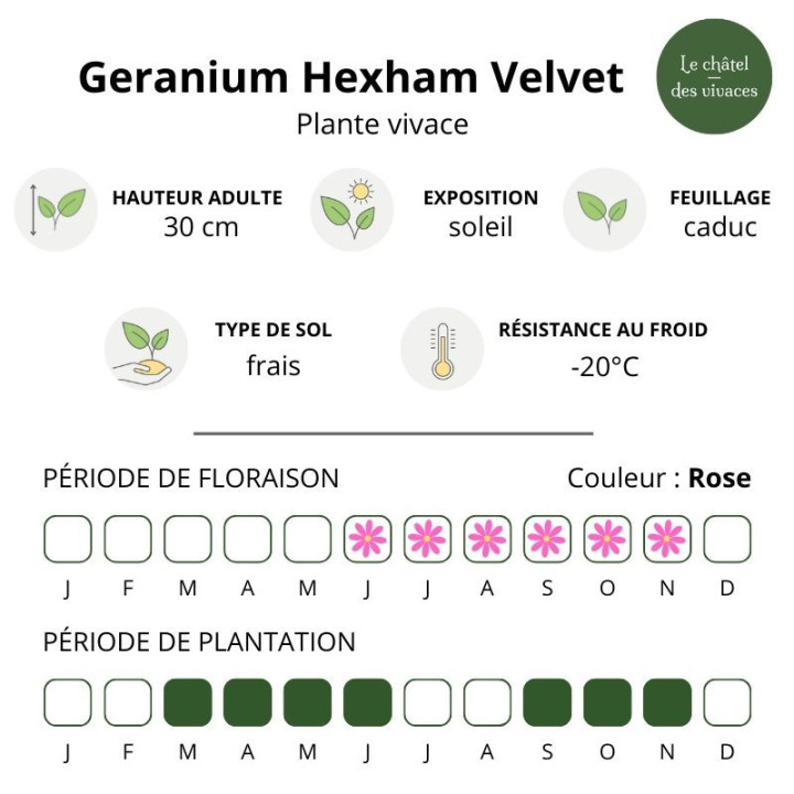 Caractéristiques du Geranium wallichianum Hexham Velvet