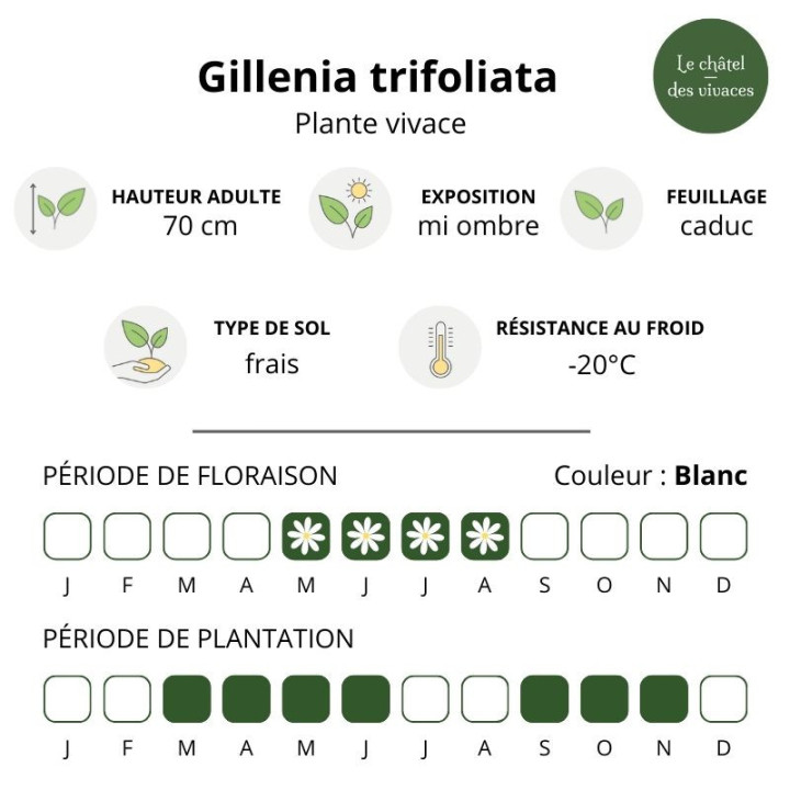 Caractéristiques du Gillenia trifoliata