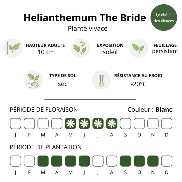Caractéristiques de l'Helianthemum The Bride