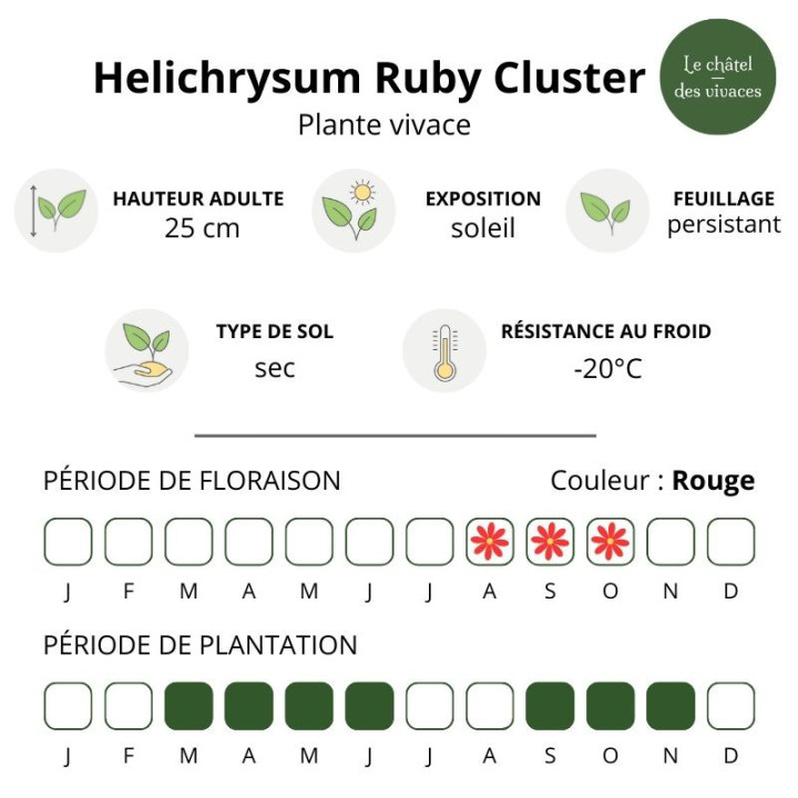 Helichrysum Ruby Cluster