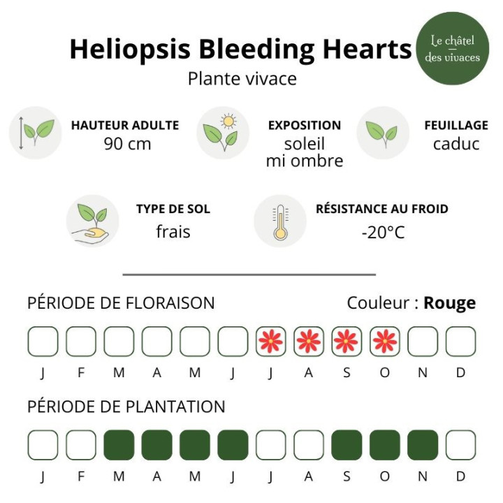 Heliopsis helianthoides var.scabra Bleeding Hearts