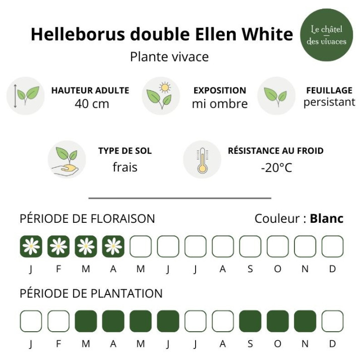 Helleborus double Ellen White Spotted