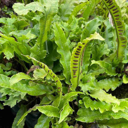 Asplenium scolopendrium Crispatum