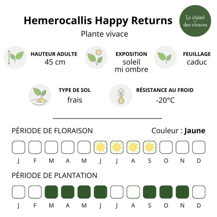 Hemerocallis Happy Returns