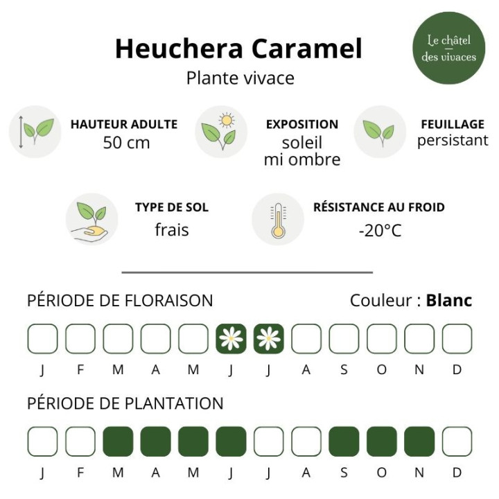 Heuchera Caramel
