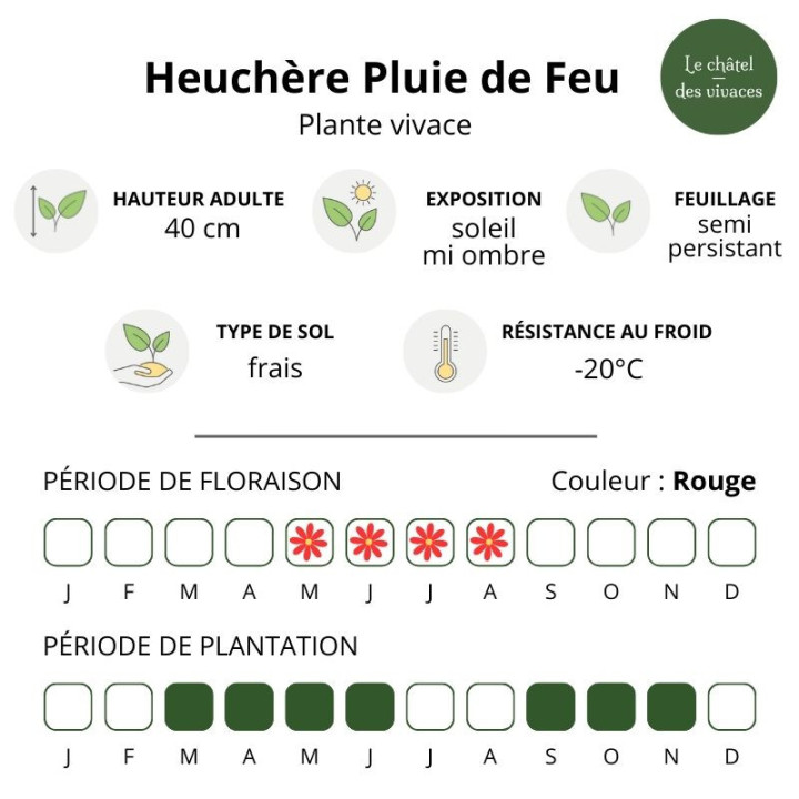 Heuchère Pluie de Feu