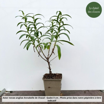 Aster novae-angliae Annabelle de Chazal Aster novae-angliae Annabelle de Chazal