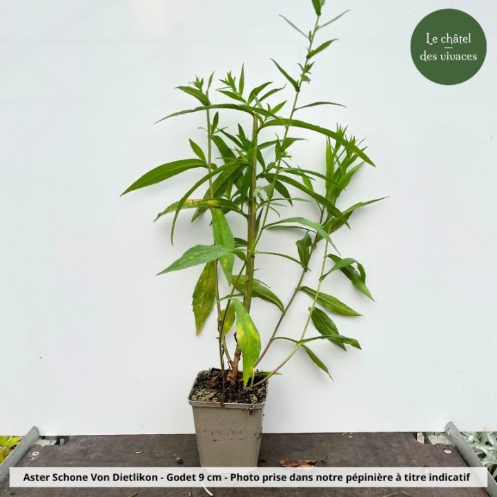 Aster novi-belgii Schone Von Dietlikon