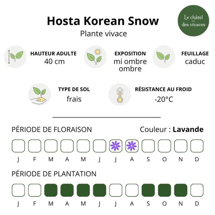 Hosta Korean Snow