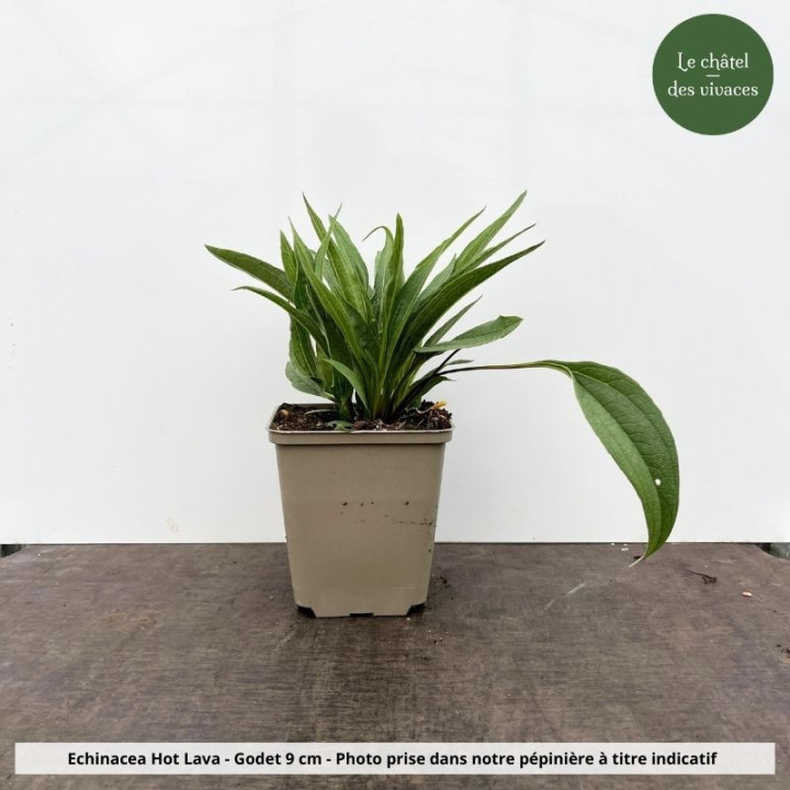 Echinacea Hot Lava