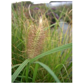Pennisetum alopecuroides Hameln