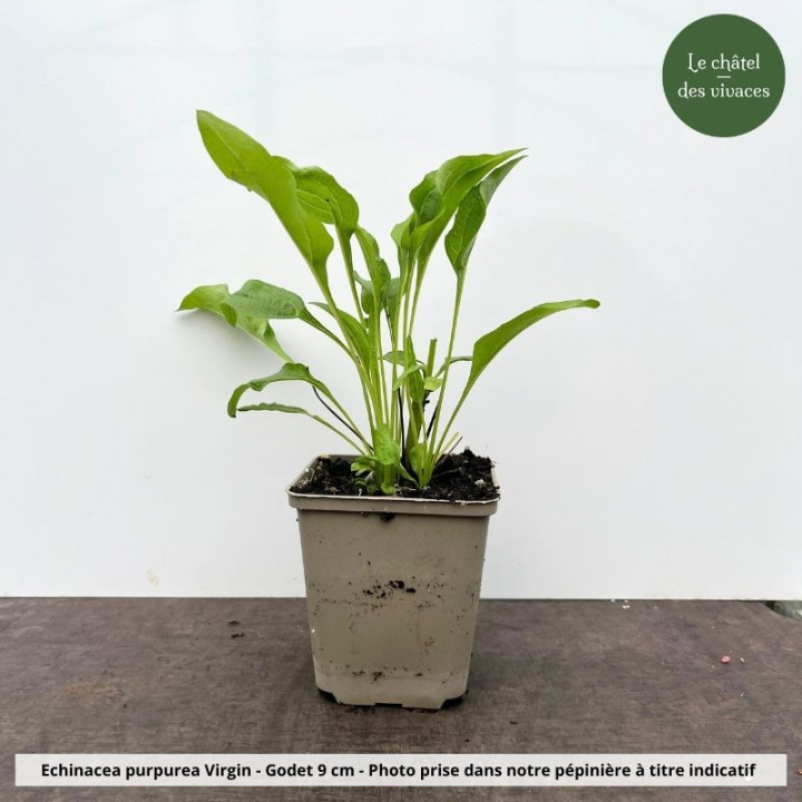 Echinacea purpurea Virgin