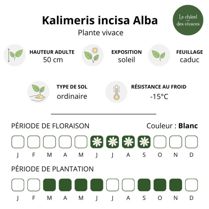 Kalimeris incisa Alba - Caractéristiques