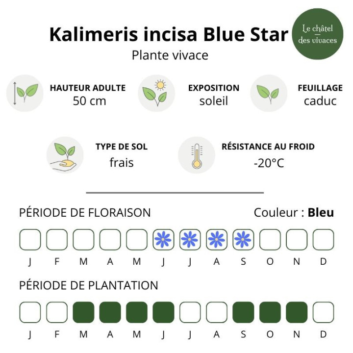 Kalimeris incisa Blue Star - Caractéristiques