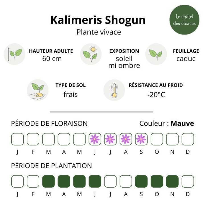 Kalimeris Shogun