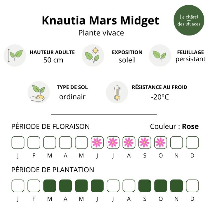 Knautia macedonica Mars Midget - Caractéristiques