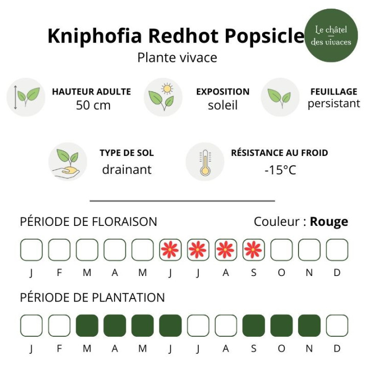 Caractéristiques du Kniphofia Redhot Popsicle