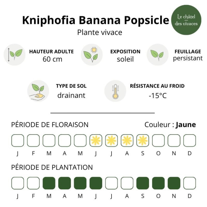 Caractéristiques du Tritoma Banana Popsicle