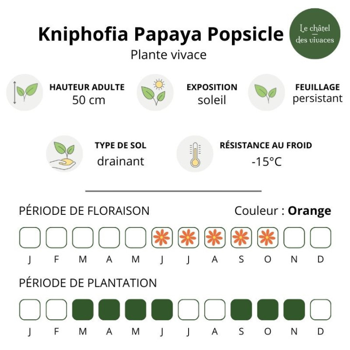 Kniphofia Papaya Popsicle