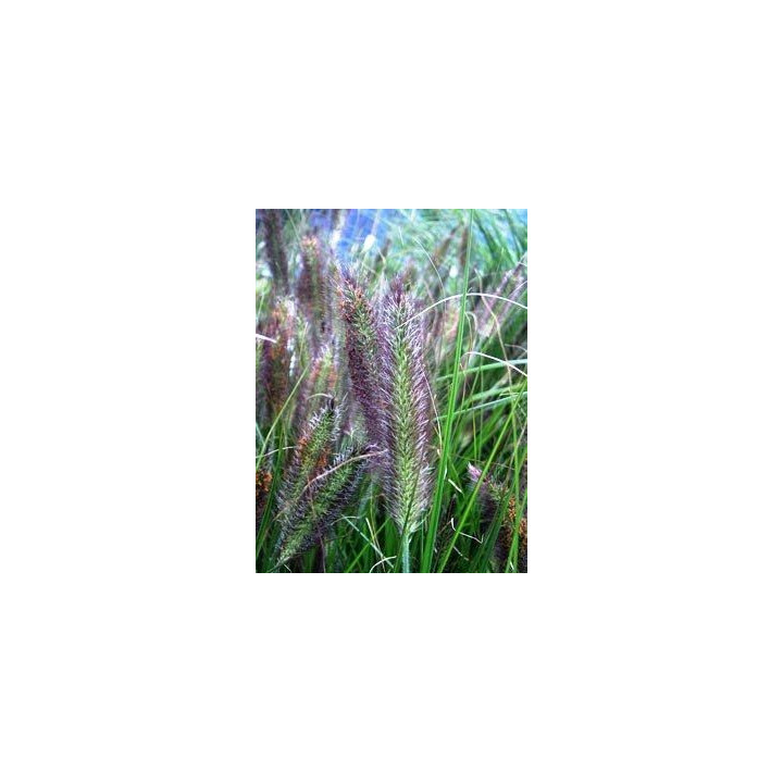 Pennisetum alopecuroides Viridescens