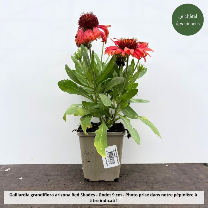 Gaillardia grandiflora arizona Red Shades