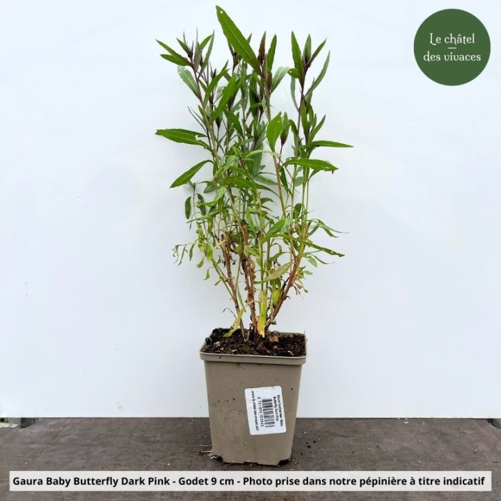 Gaura Baby Butterfly Dark Pink : gaura naine rose vif | idéale en pot