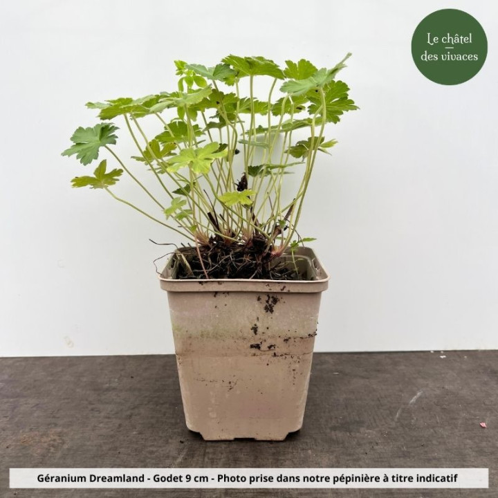 Geranium Dreamland
