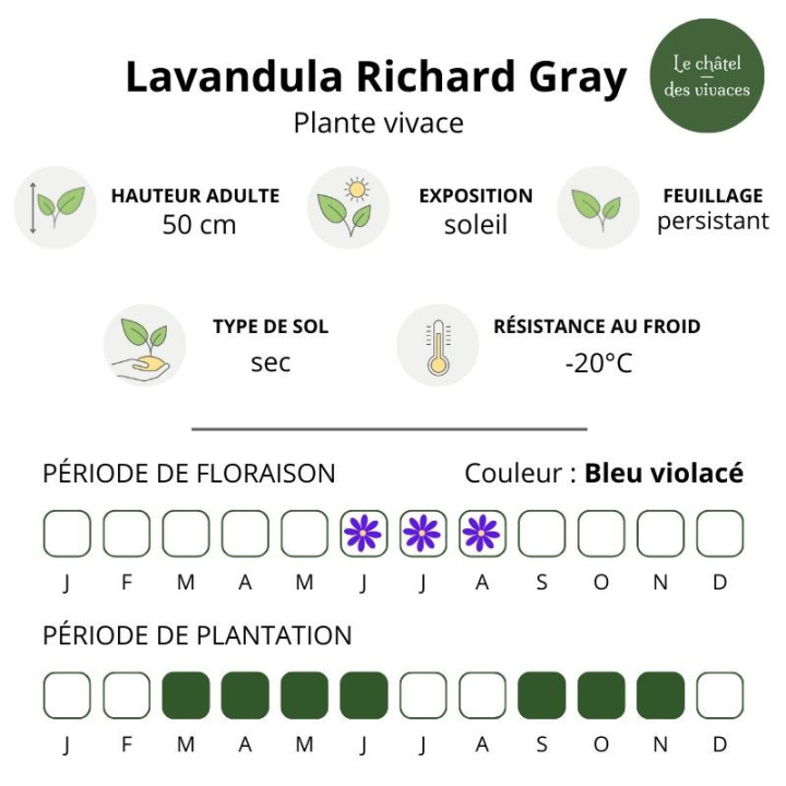 Caractéristiques de la Lavandula Richard Gray