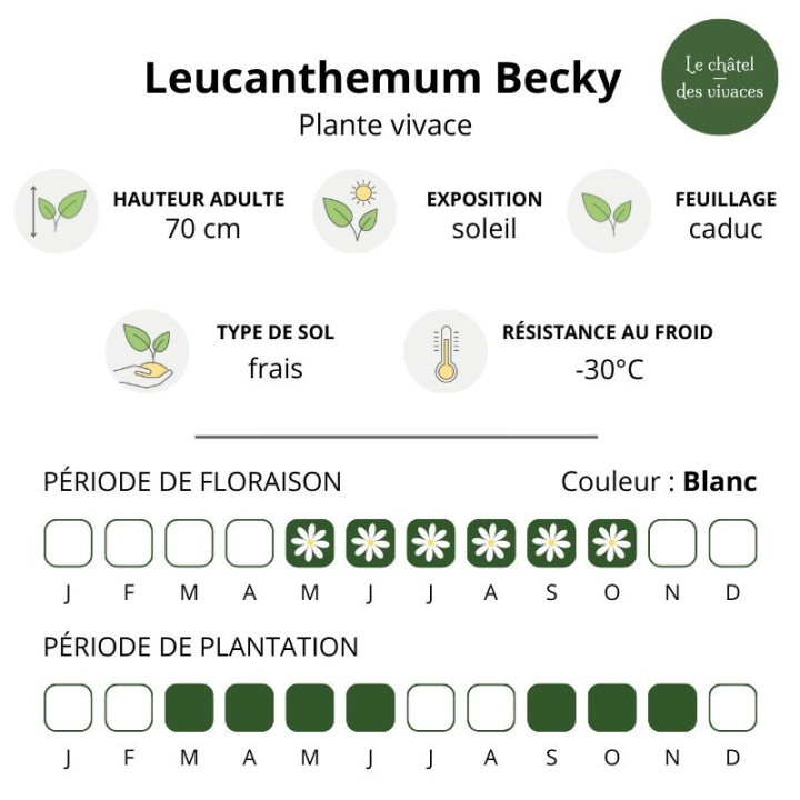 Leucanthemum x superbum Becky