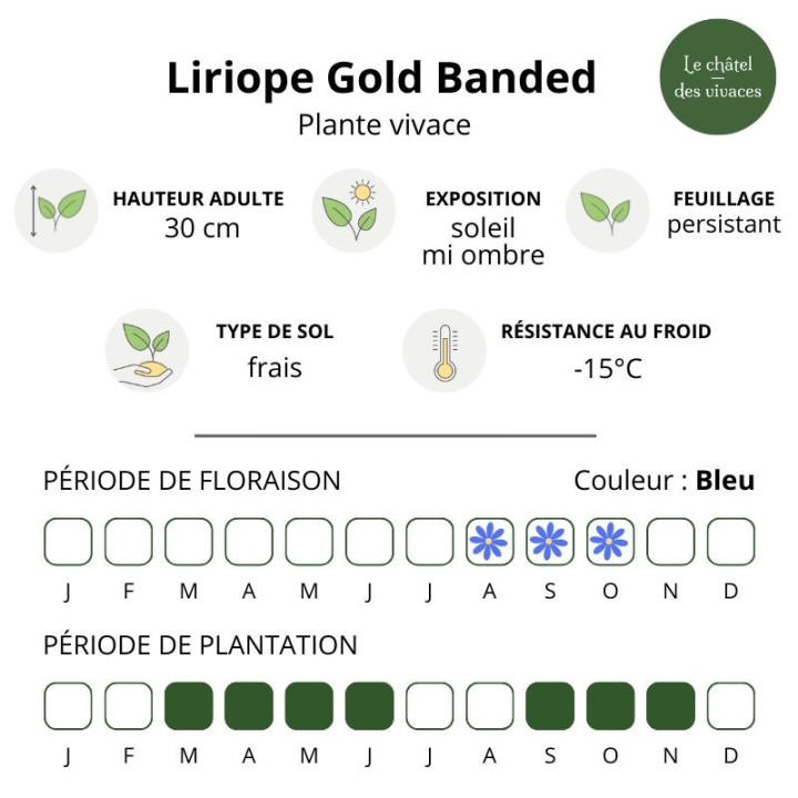 Liriope muscari Gold Banded