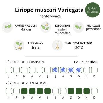 Liriope muscari Variegata