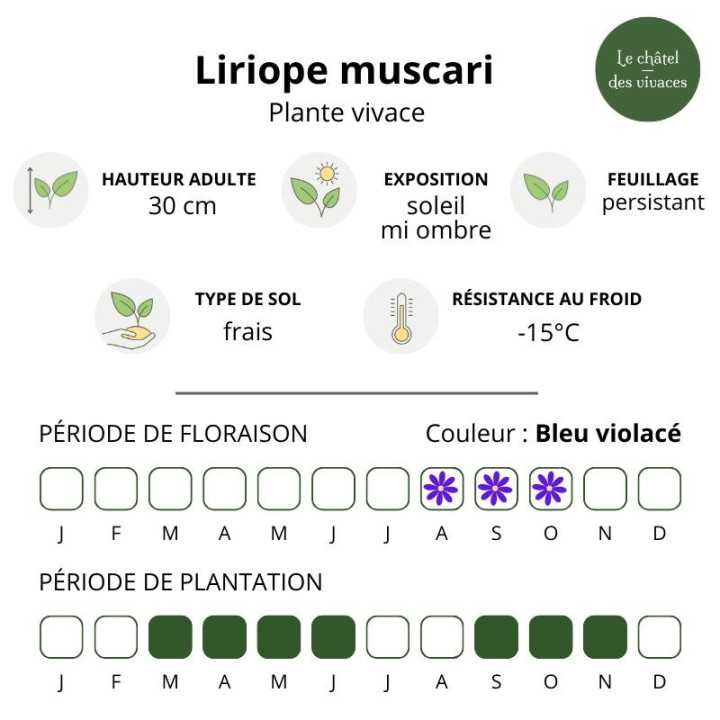 Liriope muscari