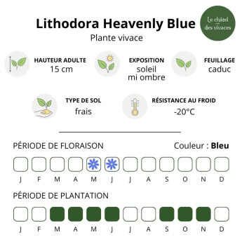 Lithodora diffusa Heavenly Blue Lithodora diffusa Heavenly Blue