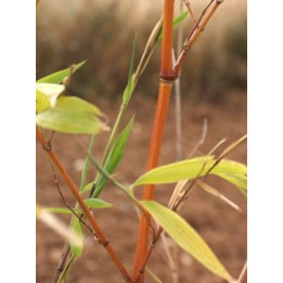 Bambou Phyllostachys aurea Holochrysa