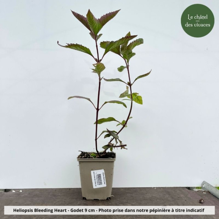 Heliopsis helianthoides var.scabra Bleeding Hearts