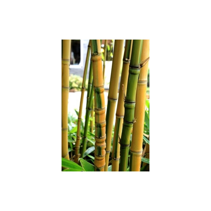 Bambou Phyllostachys aurea Koï