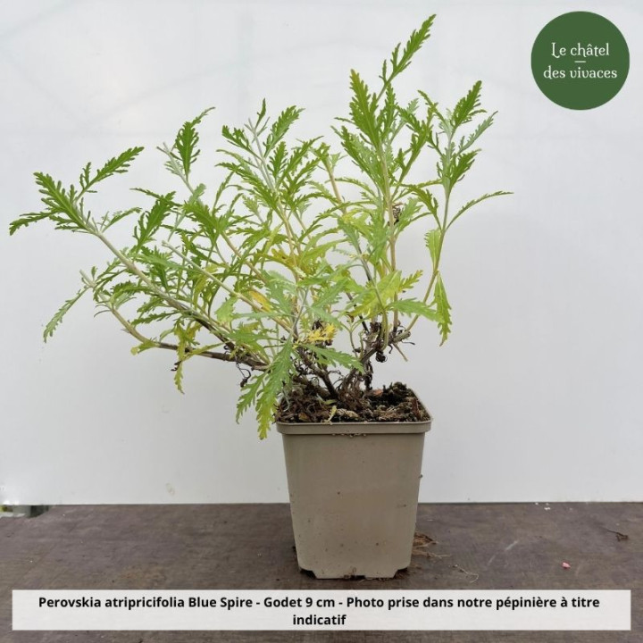 Perovskia atriplicifolia Blue Spire