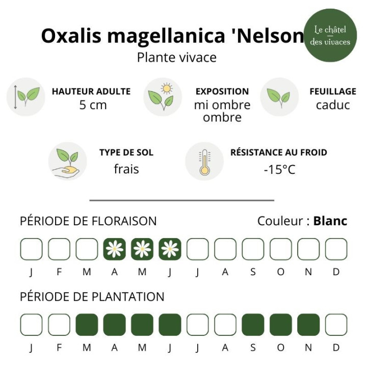 Oxalis magellanica 'Nelson'