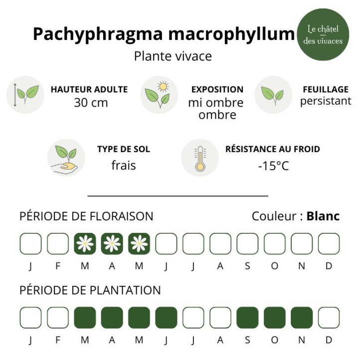Pachyphragma macrophyllum