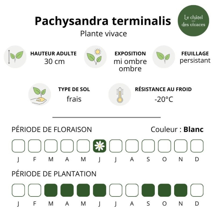 Caractéristiques du Pachysandra terminalis