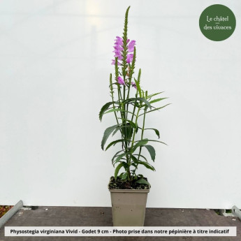 Physostegia Vivid Physostegia Vivid