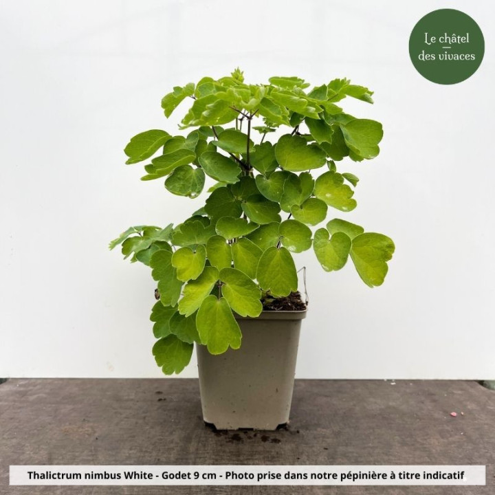 Thalictrum nimbus White