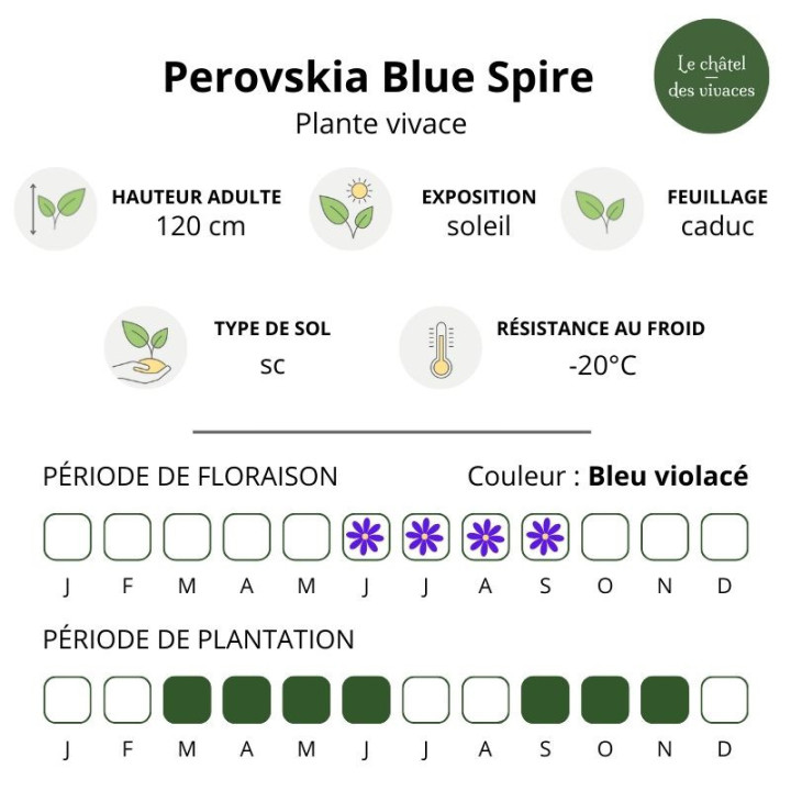 Perovskia atriplicifolia Blue Spire